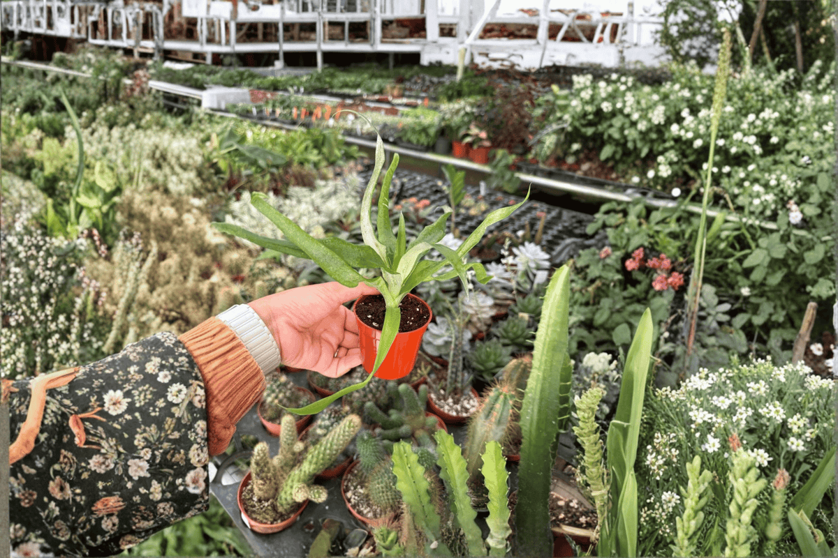 Sugarloaf Pineapple Starter Plants (2) – Ananas comosus, 2-Inch Starter Size