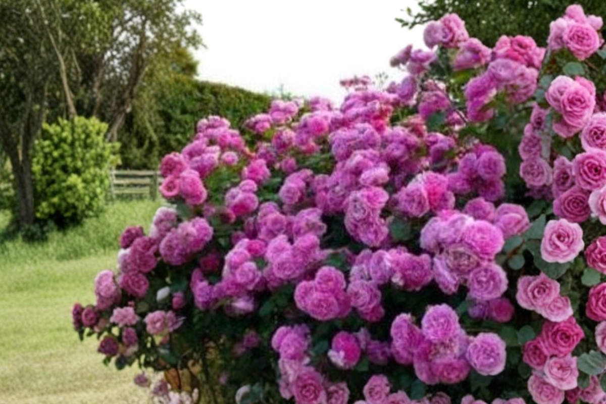 Pink Climbing Rose Seeds - 20 Seed Ornamental Vine for Trellis & Outdoor Gardens