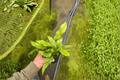 Crocodile Fern 2 Live Plants in 4-Inch Pots | Microsorum musifolium ‘Crocodyllus’