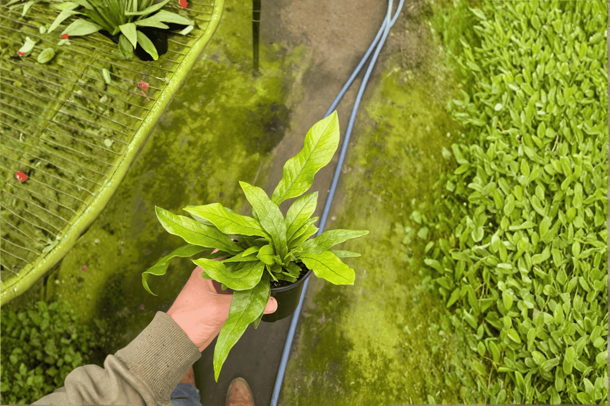 Crocodile Fern 2 Live Plants in 4-Inch Pots | Microsorum musifolium ‘Crocodyllus’