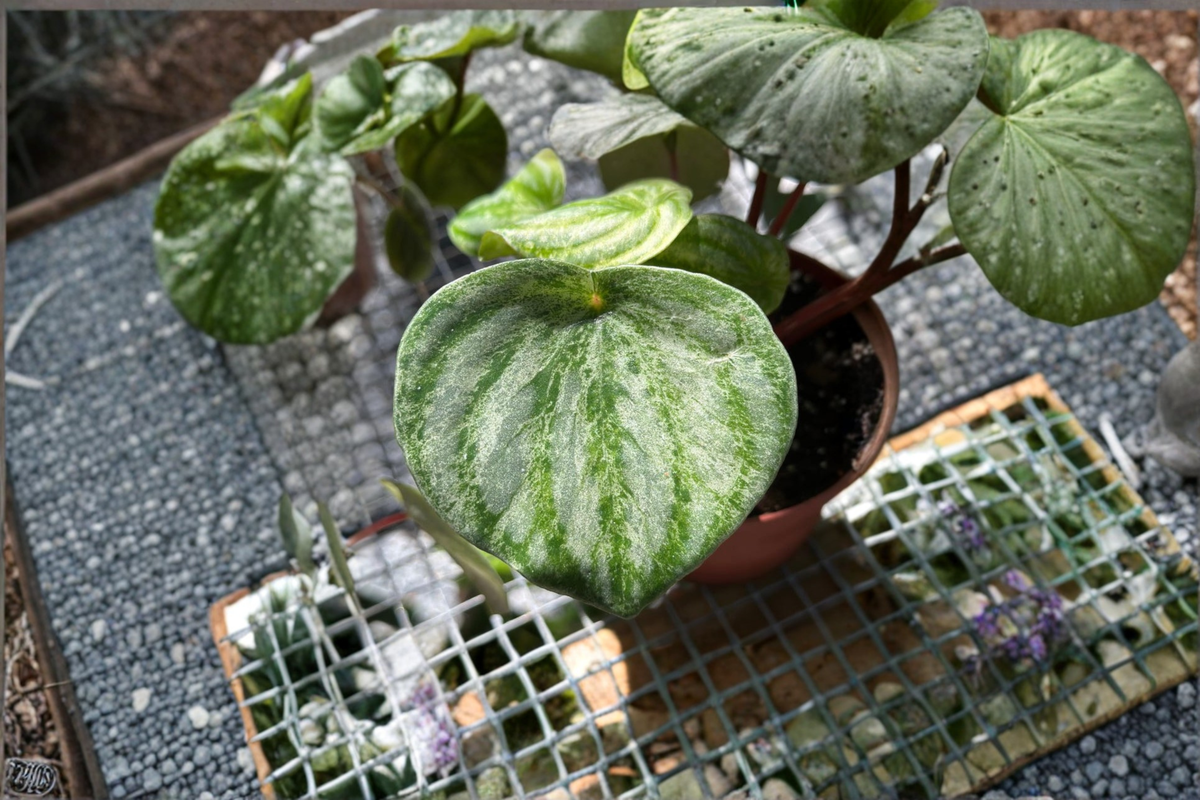 Peperomia Gold Dust Live Plant - Starter Rooted Plant, Variegated Indoor Houseplant