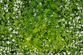 Sweet Woodruff Galium odoratum Live Starter Plant - Rooted, Shade-Tolerant Ground Cover