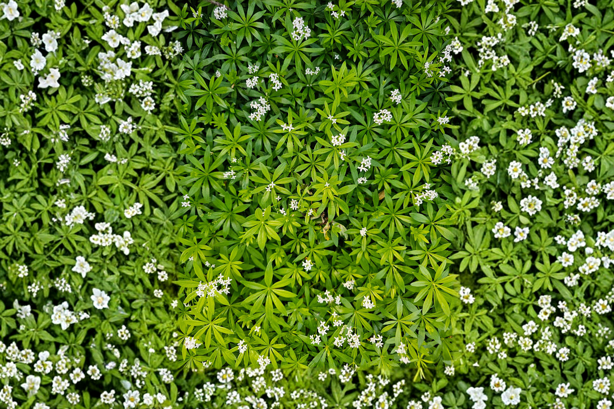 Sweet Woodruff Galium odoratum Live Starter Plant - Rooted, Shade-Tolerant Ground Cover