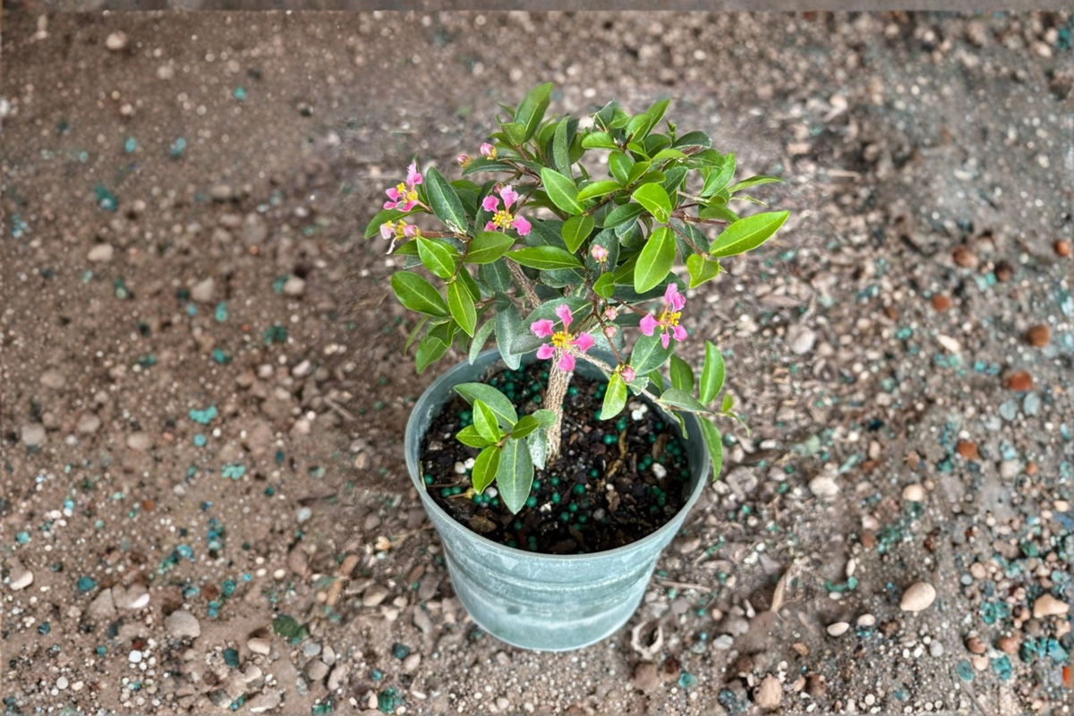 Barbados Cherry Bonsai Malpighia glabra - 3 Inch Rooted Starter Plant