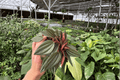 Peperomia Rosso 2 Live Plants — 4-Inch Pots — Peperomia caperata ‘Rosso’