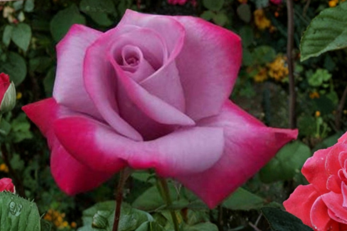 Purple Red Rose Seeds - 20 Bi-Color Flower Seeds for Planting