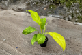 Philodendron Golden Goddess Variegated – 3-Inch Pot | Rooted Starter Plant