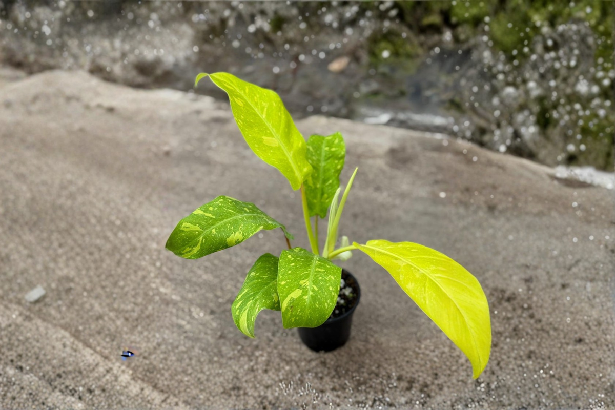 Philodendron Golden Goddess Variegated – 3-Inch Pot | Rooted Starter Plant