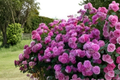 Pink Climbing Rose Seeds - 10 Pack | Climbing Rose Vines for Trellis, Fences & Arches