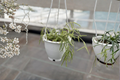 Hoya Linearis Live Plant Starter Plant 4.5 inch Pot – Rare Trailing Hoya