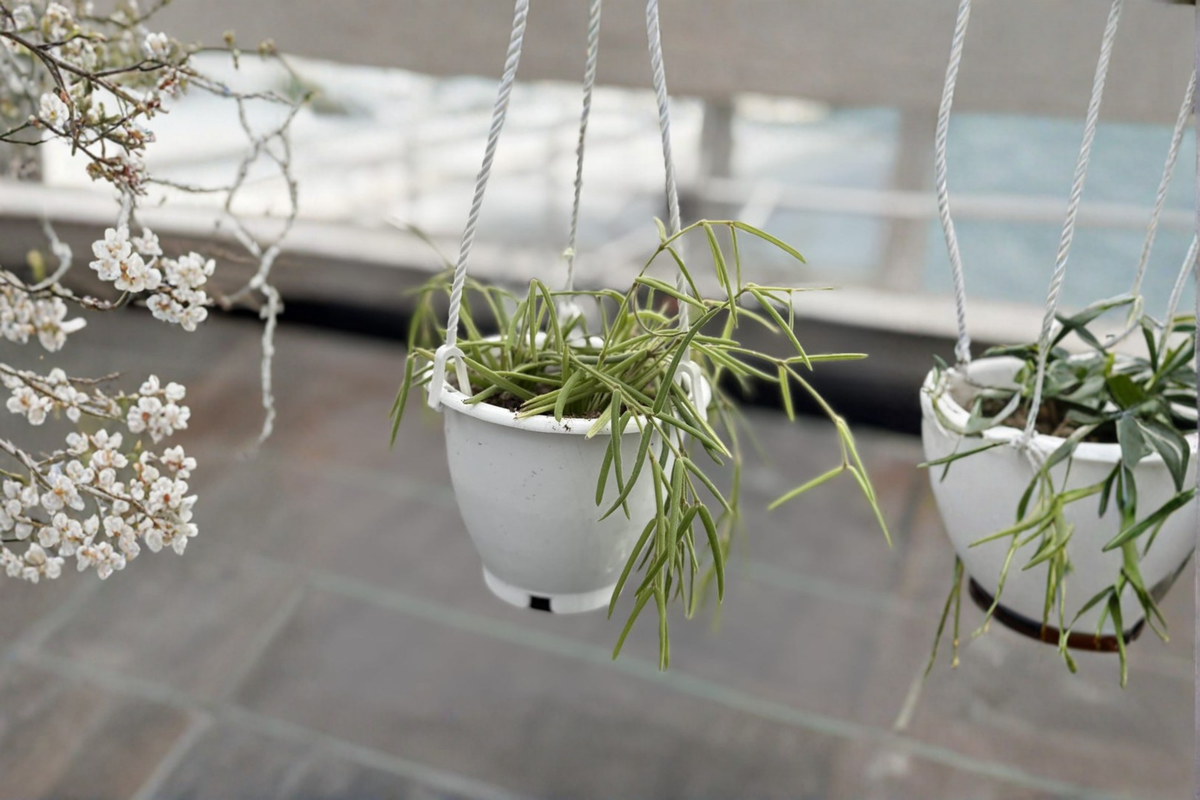 Hoya Linearis Live Plant Starter Plant 4.5 inch Pot – Rare Trailing Hoya