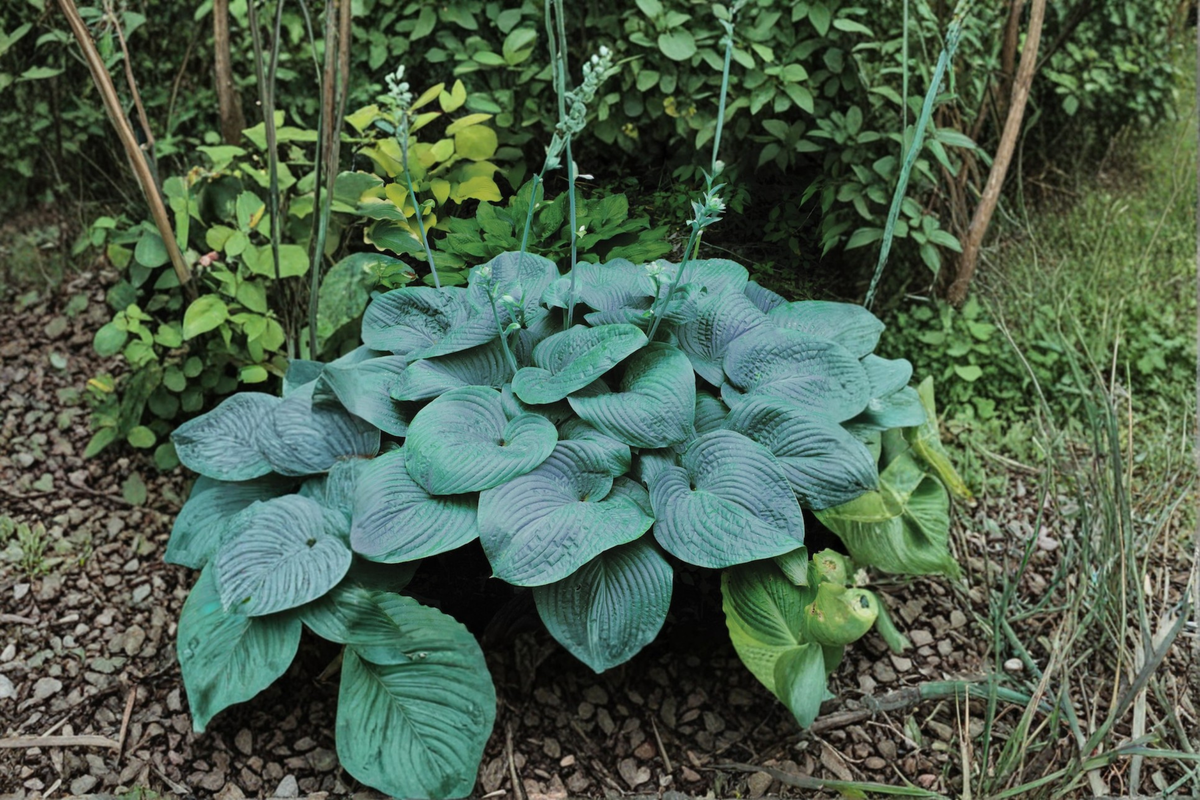 Blue Angel Hosta - 3 Inch Pot Starter Plant | Blue-Green leaves, Shade Perennial