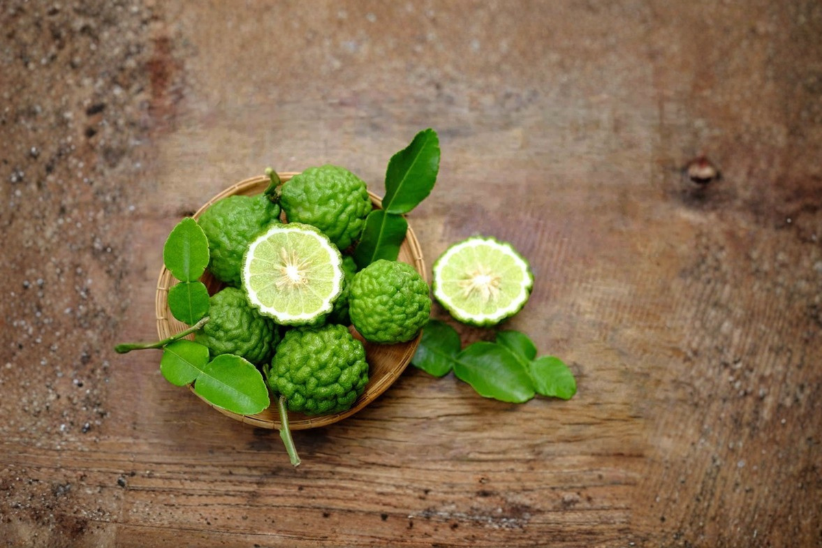 Thai Lime Tree (Kaffir Lime) - 1 Gallon Rooted Live Citrus Plant, 14-18"