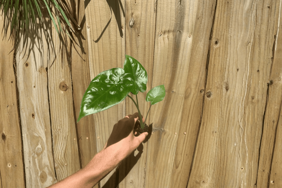 Alocasia Calidora - 2 Live Starter Plants (Bare Root)