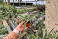 Variegated Pineapple 'Juicy' Starter Plants (2) | Ananas comosus