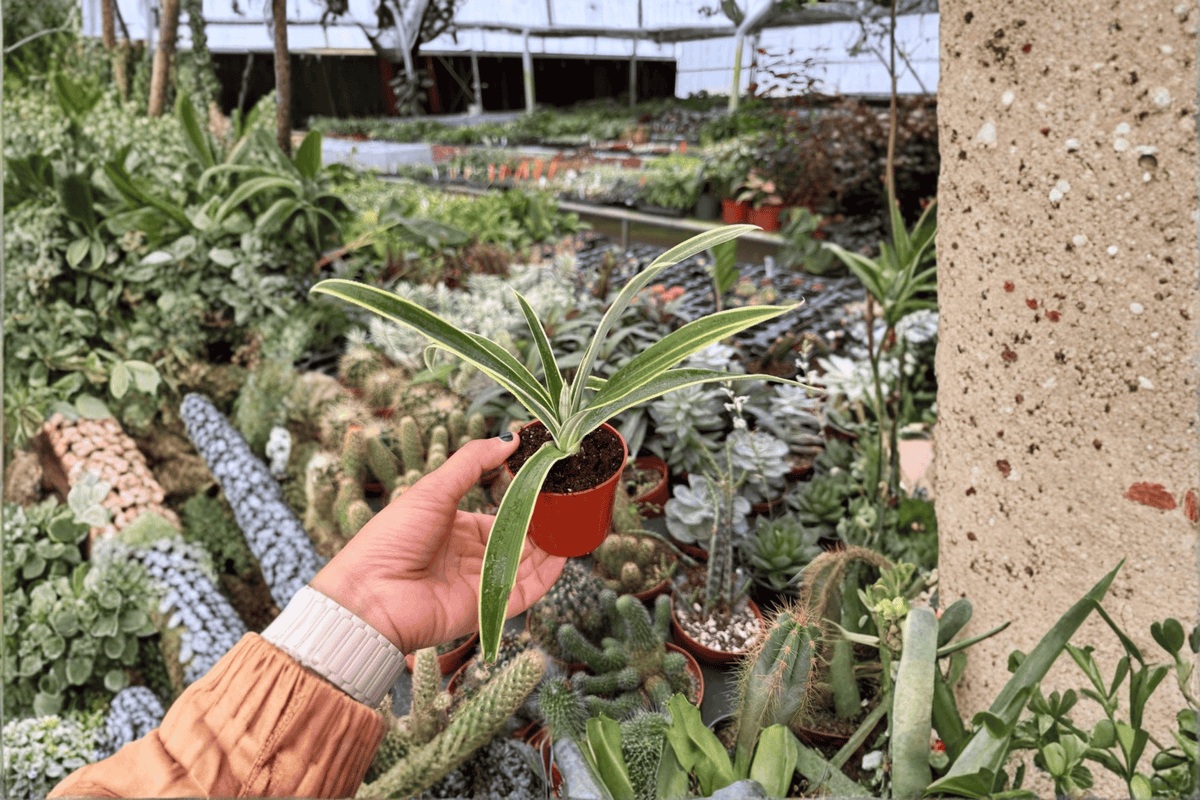Variegated Pineapple 'Juicy' Starter Plants (2) | Ananas comosus