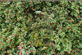 Merry Christmas American Holly Ilex opaca — 12 Inch Live Plant in 1-Gallon Pot