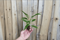 Philodendron Jungle Boogie Tiger Tooth | 2 Live Starter Plants, 2-Inch Pot Size (No Pot Included)