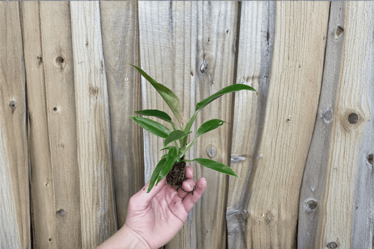 Philodendron Jungle Boogie Tiger Tooth | 2 Live Starter Plants, 2-Inch Pot Size (No Pot Included)