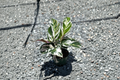 Calathea Stella Live Plant - Rooted 6-Inch Pot, Tropical Houseplant