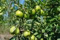 Granny Smith Apple Tree 4–6 ft – Live Fruit Tree with Green Tart Apples