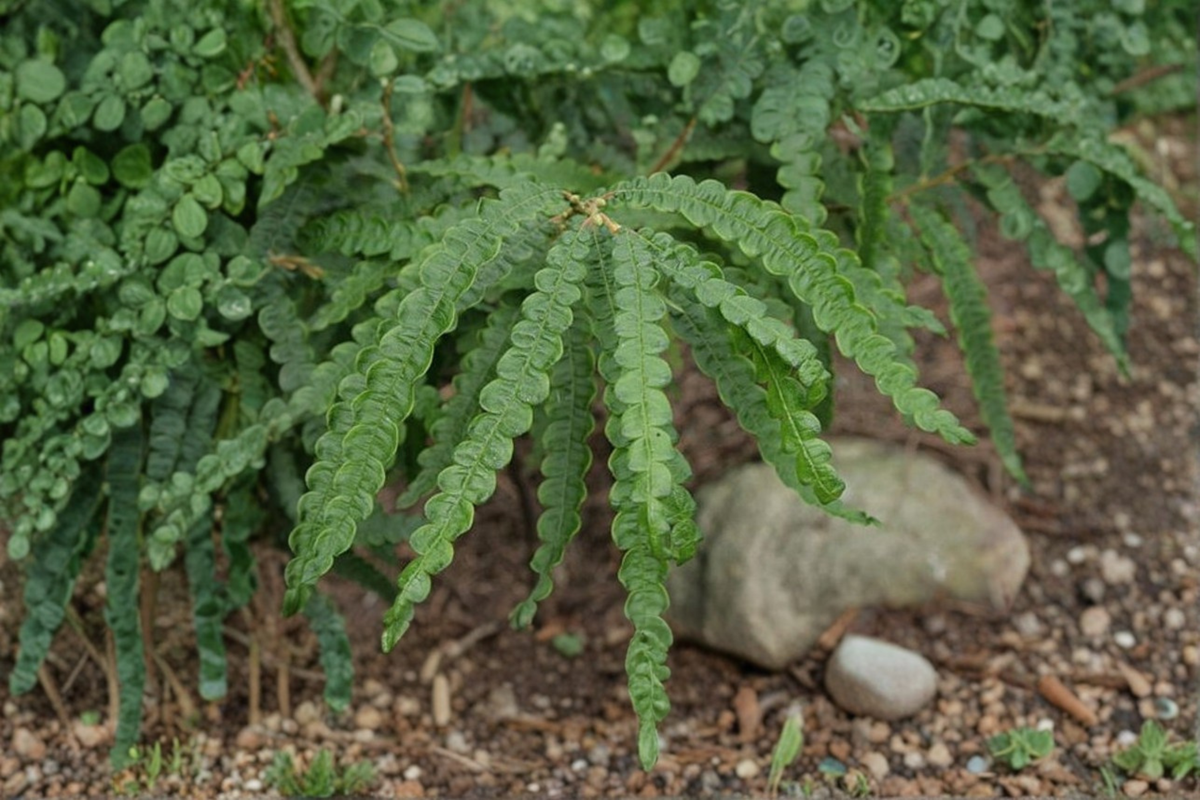 Sweet Fern Comptonia peregrina - 2 Gallon Live Shrub