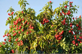 Sweetheart Lychee Tree - Air Layered Live Plant, ~3ft Tall, Litchi chinensis