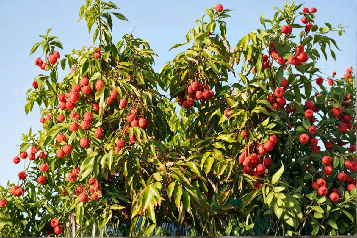Sweetheart Lychee Tree - Air Layered Live Plant, ~3ft Tall, Litchi chinensis