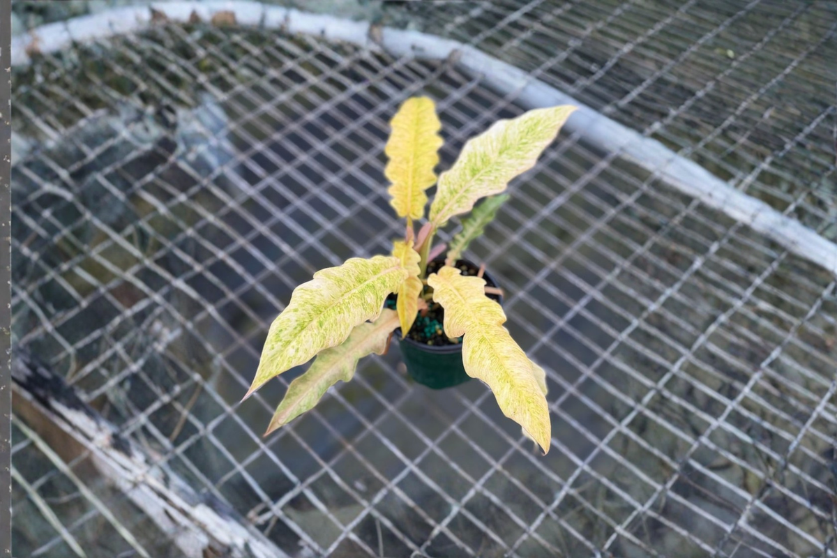Philodendron Golden Serratum Marble Live Plant - 4 Inch Pot