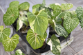 Philodendron Gloriosum Variegated - Starter Plant / Rooted Cutting in 3-Inch Pot