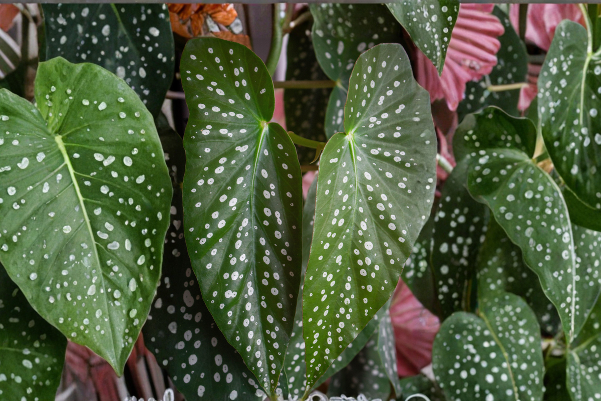 Angel Wing Begonia Starter Plants – 5 Live Assorted Begonia spp. (Angel Wing)