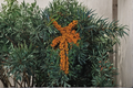 Titan Sea Berry (Hippophae rhamnoides) Female 1-Gallon Potted Sea Buckthorn