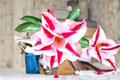 Desert Rose Seeds (Adenium obesum) Star Crown Mix - 10 Mixed Color Seeds
