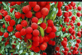 Mauritius Lychee Tree - Air Layered Live Plant, ~3 ft, No CA Shipping