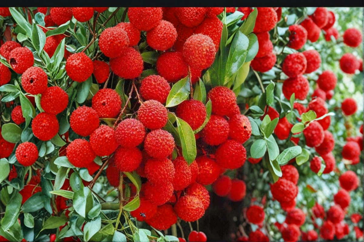 Mauritius Lychee Tree - Air Layered Live Plant, ~3 ft, No CA Shipping