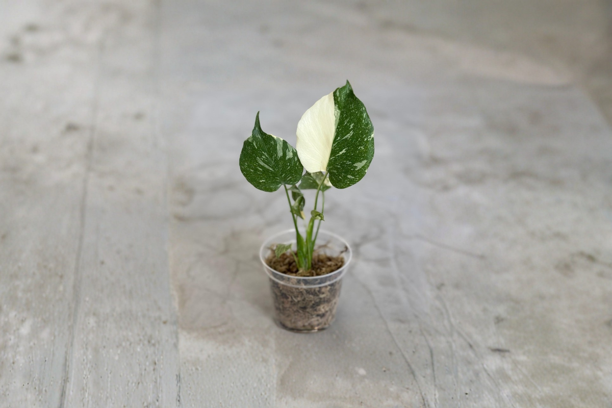 Monstera Thai Constellation - Rooted Live Plant, 3–4 Inch Pot