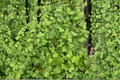 Apple Twist Coral Bells Heuchera - 3 Rooted Starter Plants in 1 Qt Pots
