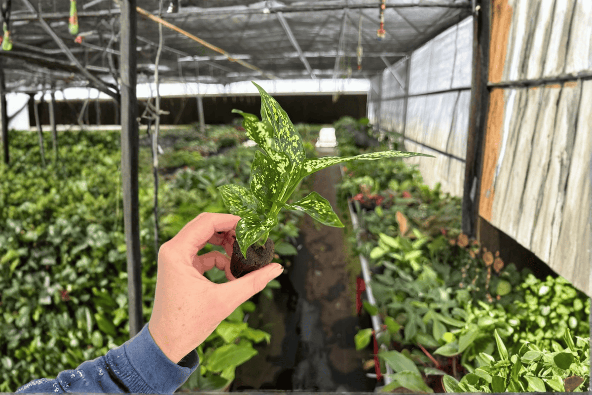 Aglaonema Thai Snowflake Live Starter Plants – 2-Pack