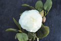 Japanese Camellia Pride of Descanso - 3 Gallon, Pink Evergreen Shrub