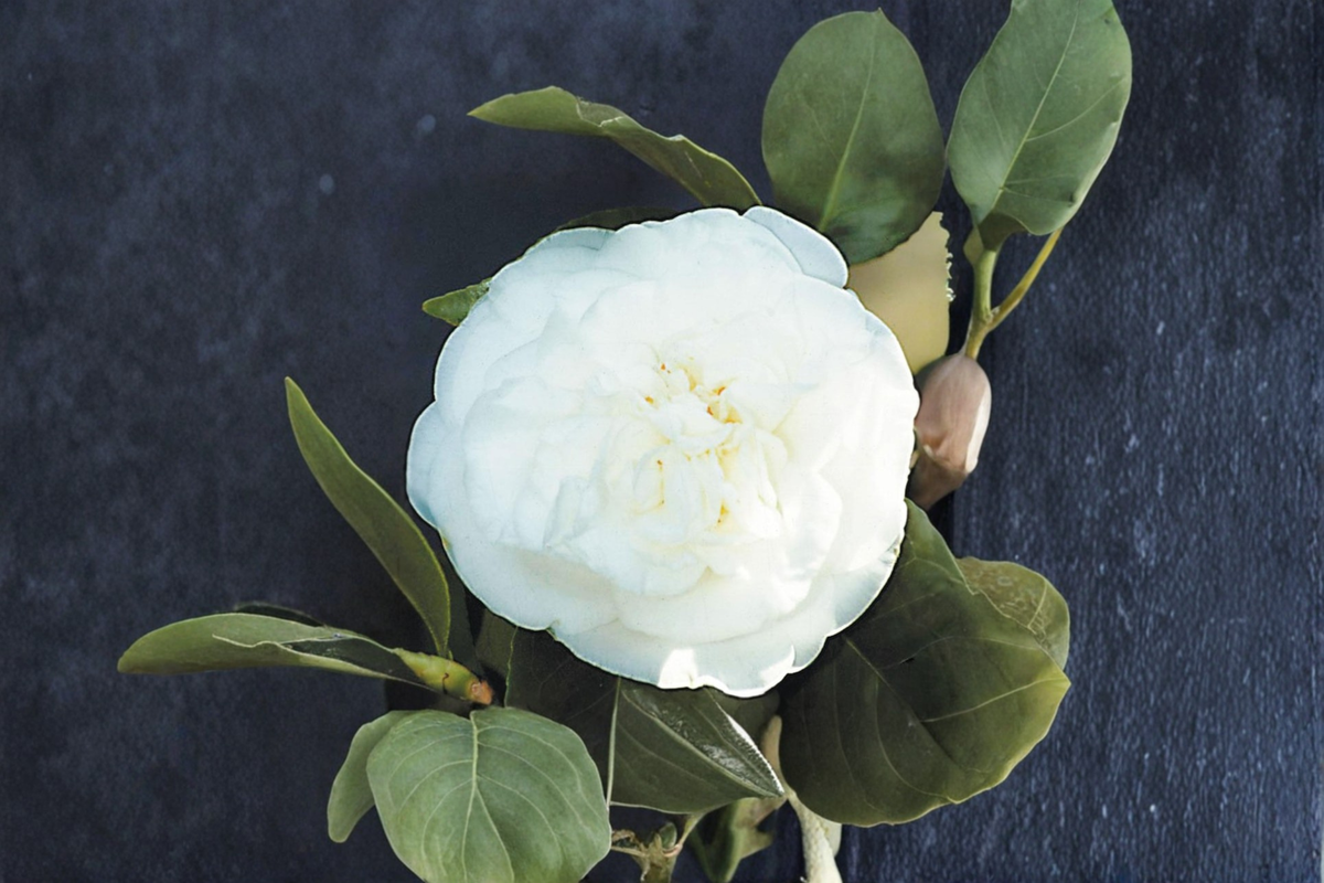 Japanese Camellia Pride of Descanso - 3 Gallon, Pink Evergreen Shrub