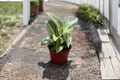 Philodendron Evian Variegated Live Plant | 4-Inch Pot Starter Plant