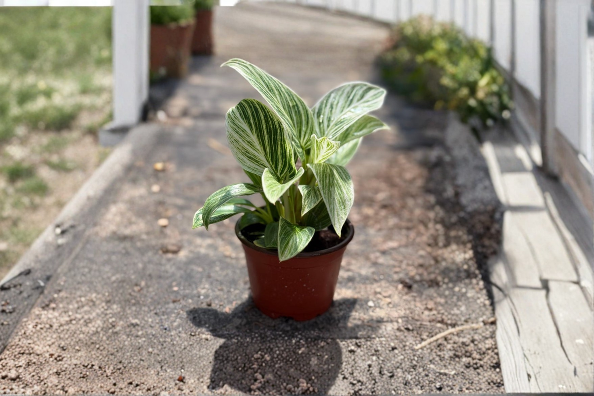 Philodendron Evian Variegated Live Plant | 4-Inch Pot Starter Plant