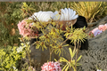 Anne Witch Hazel Live Plant - Bare Root 24" Hamamelis × intermedia ‘Anne’ Red Winter Bloom Shrub