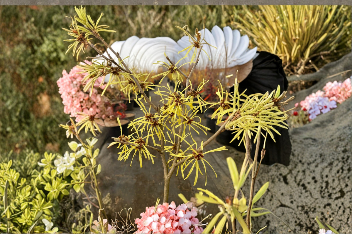 Anne Witch Hazel Live Plant - Bare Root 24" Hamamelis × intermedia ‘Anne’ Red Winter Bloom Shrub