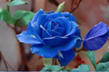 Midnight Blue Rose Seeds – 20 Fresh Seeds for Planting | Rare Purple-Blue Hibiscus? Not exactly—Midnight Blue Rose Seeds