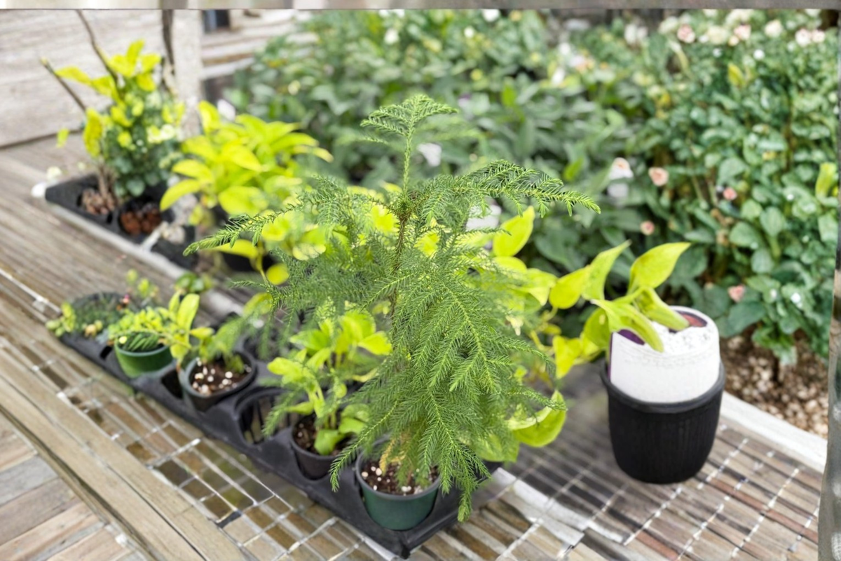 Norfolk Island Pine Live Plant - 4-Inch Pot Starter Tree