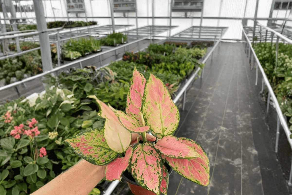 Aglaonema Red Valentine - 2 Live Plants in 4-Inch Pots (Multiple Plants per Pot)