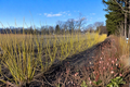 Yellow Twig Dogwood Flaviramea (Cornus sericea ‘Flaviramea’) - 2 Gallon Live Plant