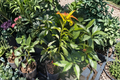 Catalina Avocado Tree - Grafted Live Plant, 3 ft Tall in 3-Gallon Pot