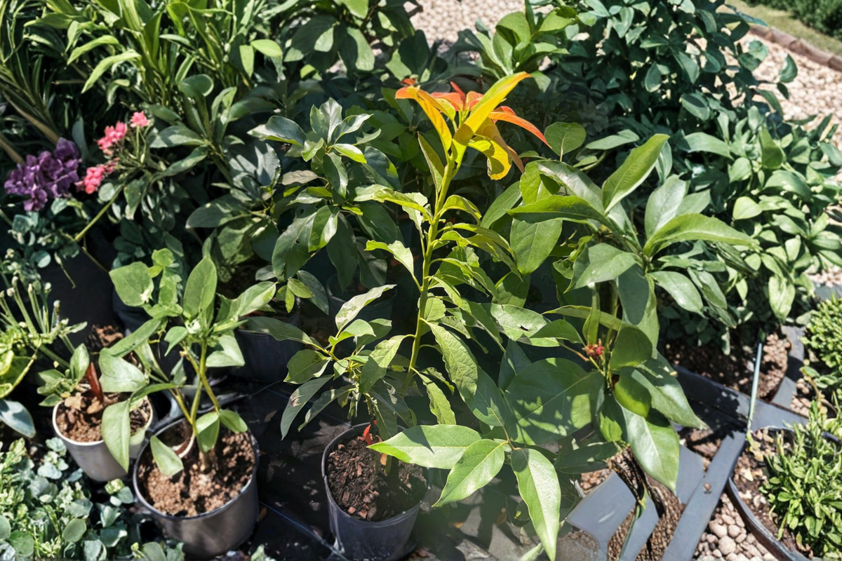 Catalina Avocado Tree - Grafted Live Plant, 3 ft Tall in 3-Gallon Pot